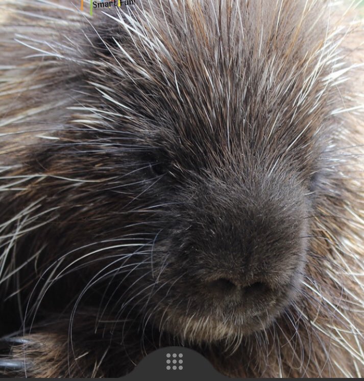 uptheenterprize's tweet photo. The porcupine’s cuddly countenance belied, well, everything. https://t.co/tdFA5A23kQ #txlege #GoodreadsChoice #writers #Bestseller https://t.co/xtL5jPHqi5