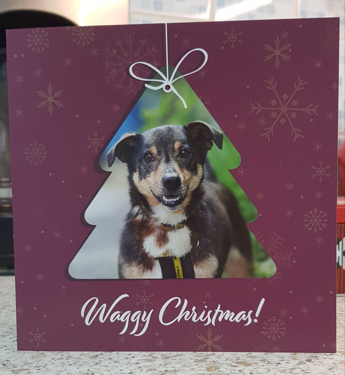 ClaireerialC18's tweet image. Thankyou very much to my beautiful sponsor dog, Danny, for this lovely Christmas card and tree decoration. You're the best! 🐾🐾 #ILoveMySponsorDog #Danny #4thDecember #dogstrust #adogisforlife @DogsTrust 🐾🎄❤