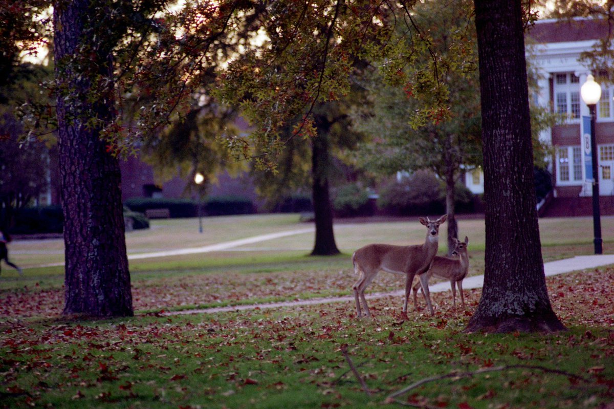 MatthewShupenus's tweet photo. Back again with more film @berrycollege #hiremetotakephotos? https://t.co/8DP5DuGAVc