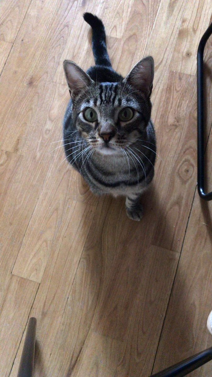 PactodeLealtad's tweet photo. Mike casi 2 años
En adopción
Bien con 🐕 y 🐈
Súper cariñoso
#gatos #purr #purrfect  #gatosespaña #gatossalamanca #Salamanca #cat #gato #enadopcion #adopta #pactodelealtad #tabbycat #tabbycats #acoge #casasdeacogida #estudiantes #gatoatigrado  #tabby  #tabbycatworlddomination https://t.co/JBH63bi47W