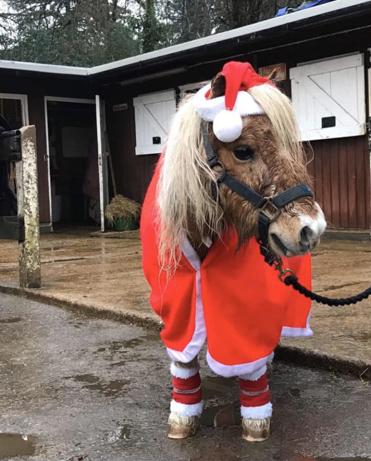penniwellsrda's tweet photo. @TescoBorehamWd with Sonny #charity #volunteer #fundraising #horses #ponies #riding #disabilitysport #ridingfordisabled #penniwellsrda come and see us #elstreestudios have a photo with Sonny #specialpony https://t.co/eNJQNEeowg