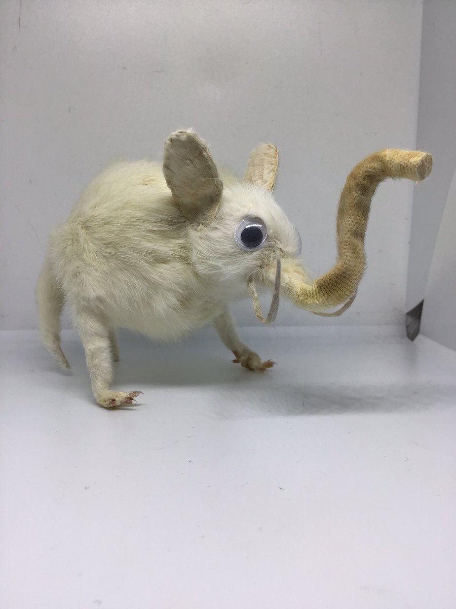 WorldAroundEwe's tweet photo. Itโs crazy how versatile dead rats are as a material.
Not just rats though, thereโs mice, rabbits, hamsters and chicks!
#handmade #ratsoftwitter #twitterrat #material #sustainable #ChallengeAccepted #reanimate #taxidermy #badtaxidermy #craptaxidermy #funnyart #animalsarethebest https://t.co/h14Rk4l4KO