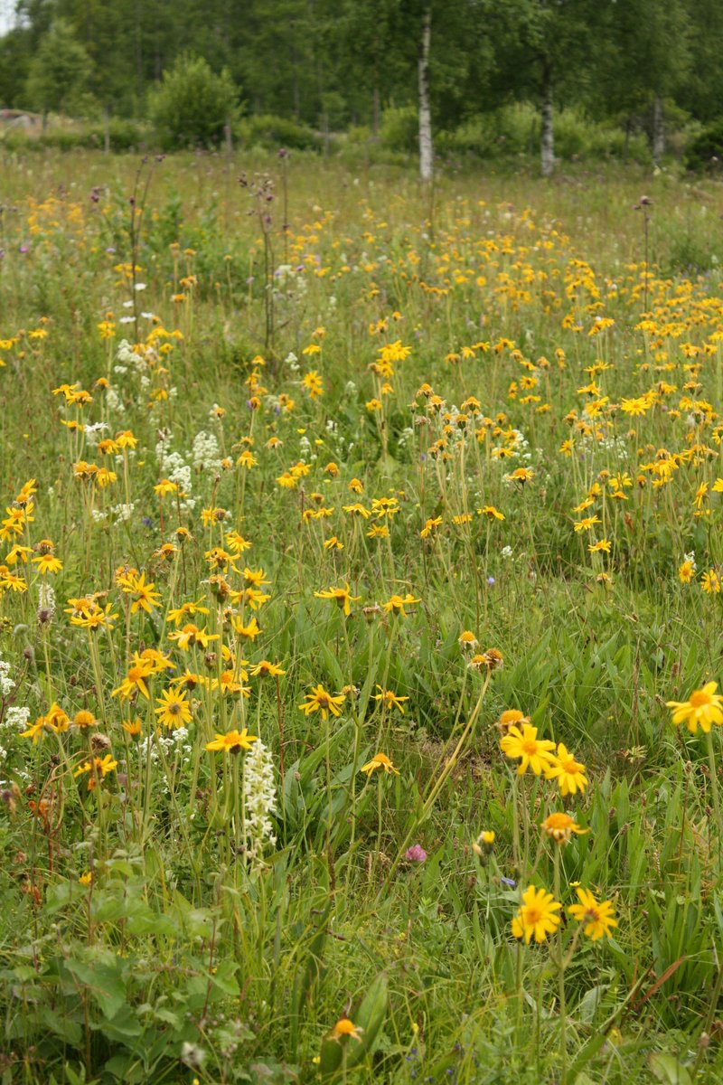 Vill du veta mer om ängar och slåtter? Här är en länk till en läsvärd kunskapssammanställning: raa.diva-portal.org/smash/record.j… #riksantikvarieämbetet #naturvårdsverket #cbm