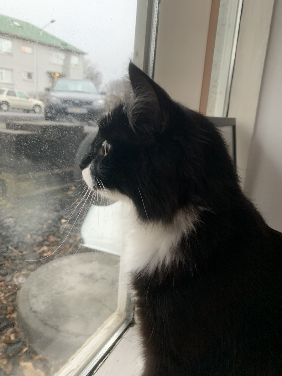 Guðrún Andrea tweet media