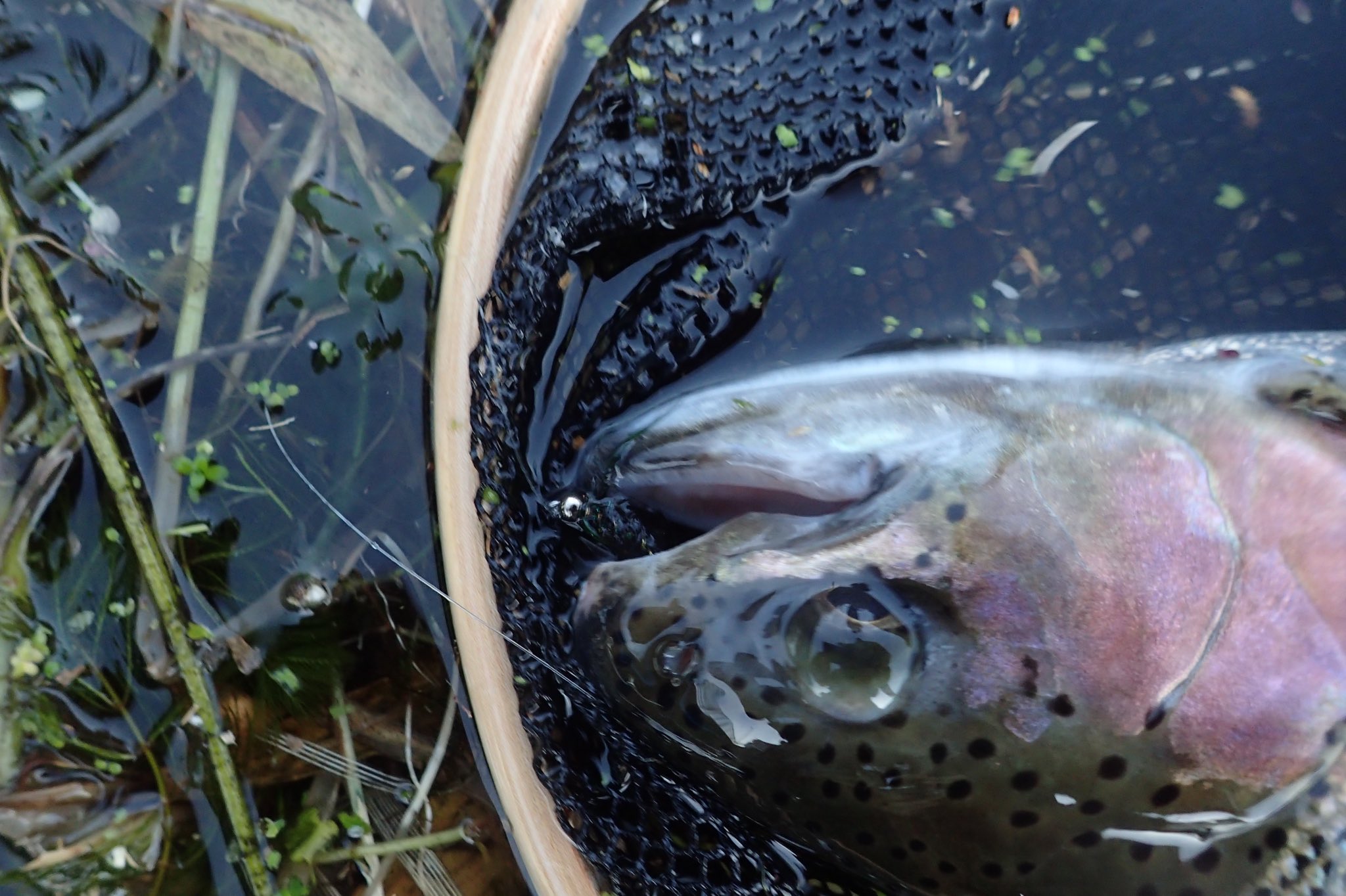 堀内正徳 シマザキdte ダブルツイストエクステンション テクニックによるヒゲナガラーバ みたいなの フライで潤井川ニジマス