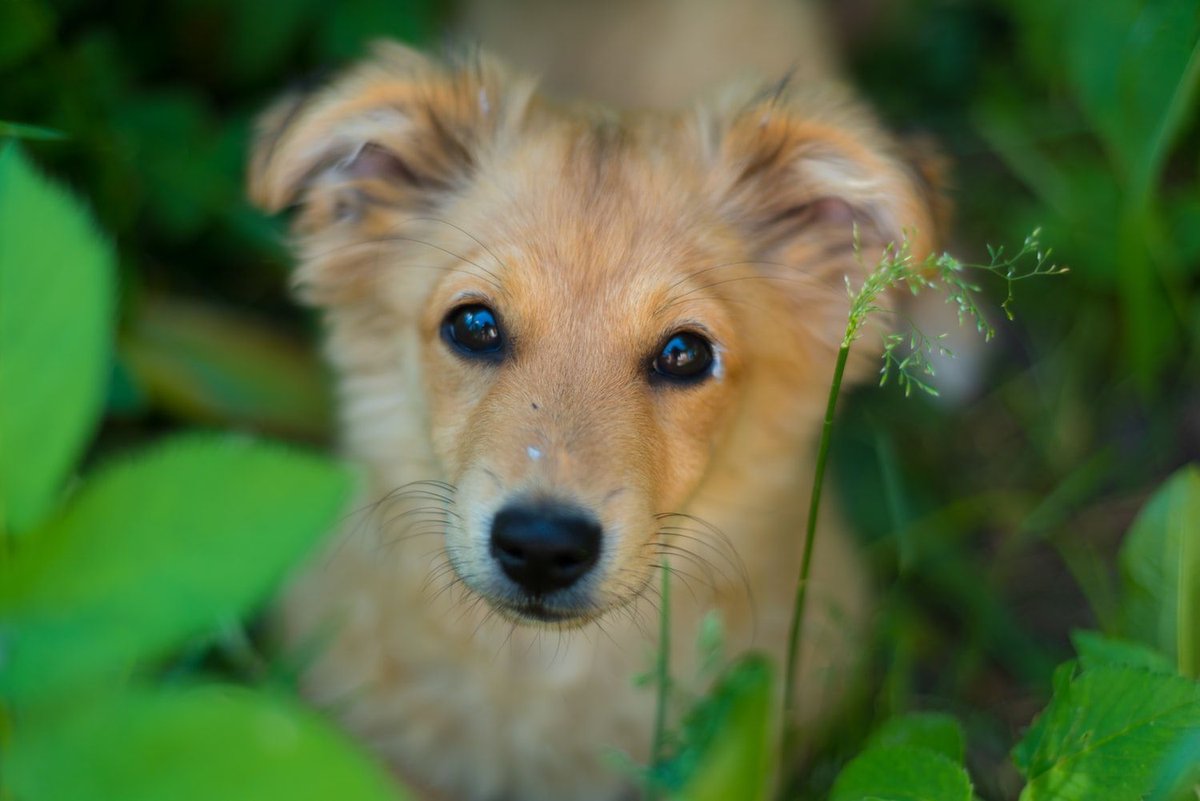 ryan_croman's tweet photo. #RateTheseDogs: How could anyone look at that face and not smile? 15/10 https://t.co/nDjdcD8rQJ