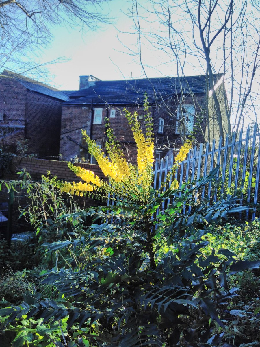 Would you look at the Mahonia on the <a href="/IELevy/">I E Levenshulme</a> Bee Embankment? Like a beacon, as I walked through the train station car park this morning...