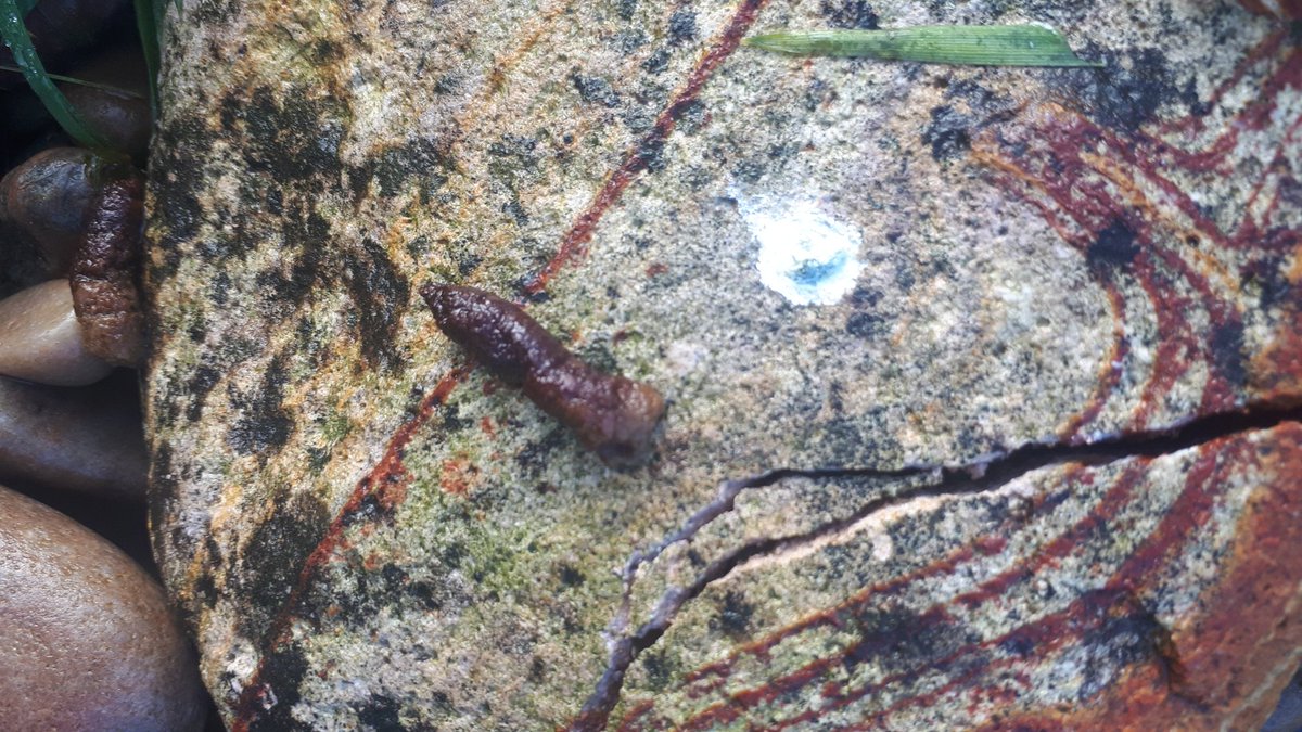 emmareynard's tweet photo. @ChrisGPackham 
NEVER MIND THE CROP CIRCLES, HERE'S THE POO CIRCLE!
There's  poo on every rock surrounding my pond, that looks suspiciously like hedgehog poo to me. If it is, shouldn't it be hibernating by now? https://t.co/0JMH87oh1f
