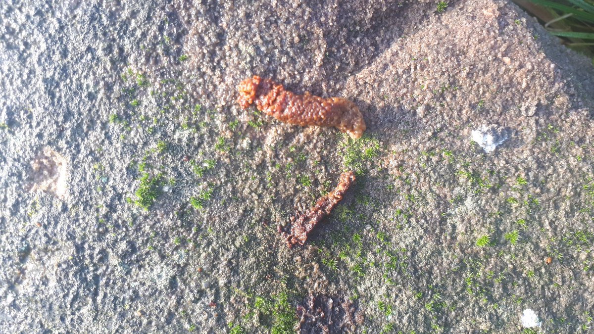 emmareynard's tweet photo. @ChrisGPackham 
NEVER MIND THE CROP CIRCLES, HERE'S THE POO CIRCLE!
There's  poo on every rock surrounding my pond, that looks suspiciously like hedgehog poo to me. If it is, shouldn't it be hibernating by now? https://t.co/0JMH87oh1f