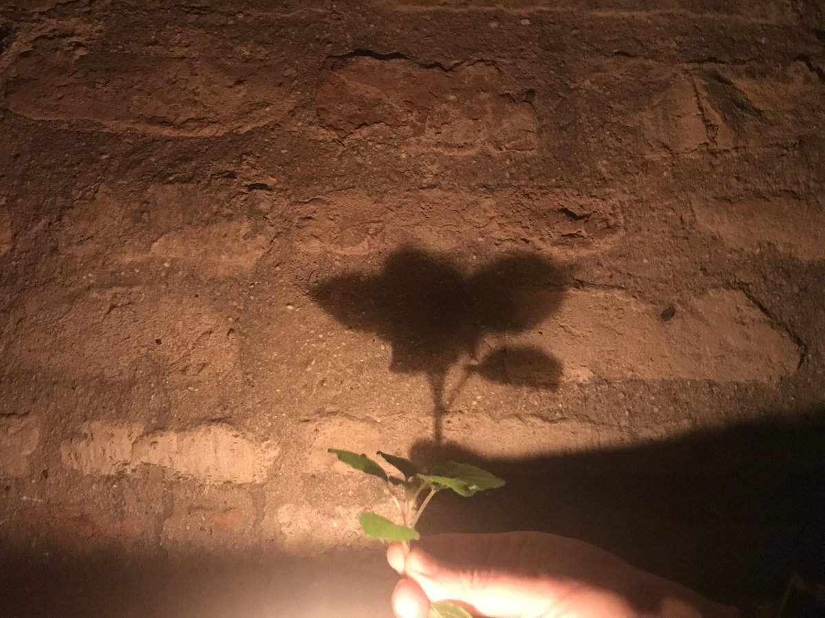 Este año volveremos a alumbrar lugares excepciones de la ciudad. En 2019, el lugar elegido es el Espacio Santa Clara y las inmediaciones de la Torre de Don Fadrique. La noche del solsticio de invierno será de color naranja. Pronto más noticias sobre #Lucesdebarrio 2019.

🍊🕯️🌒