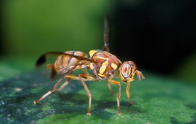 GreenControl_'s tweet photo. Batrocera Cucurbitae, la mouche des légumes est un ravageur redoutable pour vos plantations de légumes. 🥕
Une solution verte, les pièges à phéromones Greencontrol ! 🌱🌻
Crédit photo: Scott Bauer
#greencontrol #jardinerbio #potagerbio #plantes #environnement #0pesticides https://t.co/VJVBQTklFh