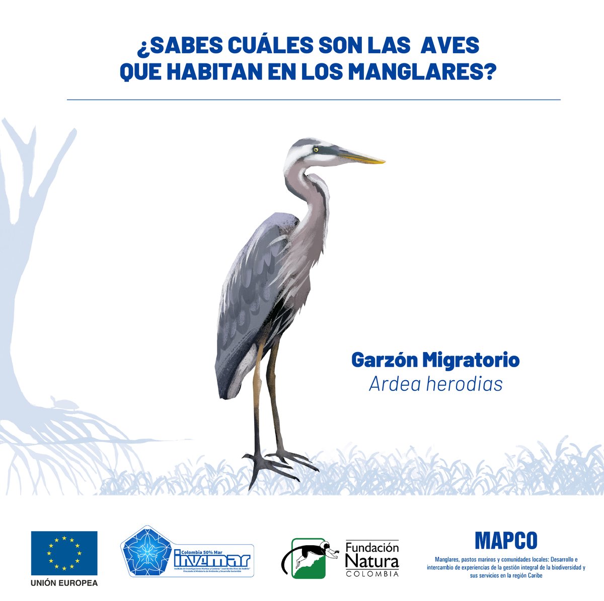 #SabíasQue el Garzón Migratorio es una garza muy grande, mide aproximadamente 130 cm, tiene cuello largo y esbelto.