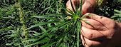 ghsupply's tweet photo. What is hemp? Only one of nature’s most superior sources of plant-based nutrition. Not to be confused with marijuana, here’s a clear breakdown of the key differences between the two. #Hemp #Cannabis

 https://t.co/U73w9XASJe https://t.co/BFeUl0AQsf