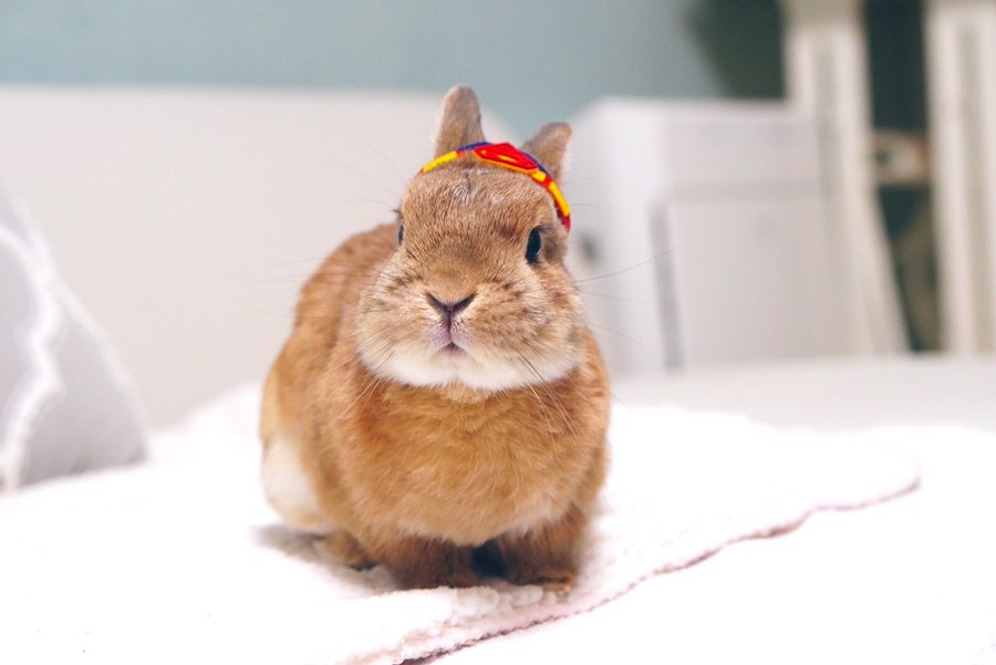 うさぎの足ダンは何のため 足ダンする理由と騒音対策について まつごろう王国
