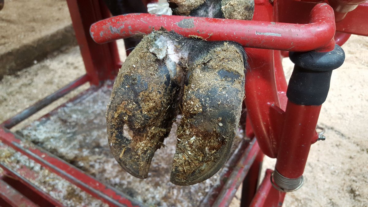 DiamondHoofCare's tweet photo. Got dairy cows and questions about hoof care? Visit the Manitoba Dairy Conference in Winnipeg on December 4-6 in the TriStar Dairy @DeLavalCanada booth - be sure to check out our promotions! Talk to you there!
More about hoof care: https://t.co/ZTfR0Ly7DY
#teamtristar #MBDairy19 https://t.co/z88IbDSZIA