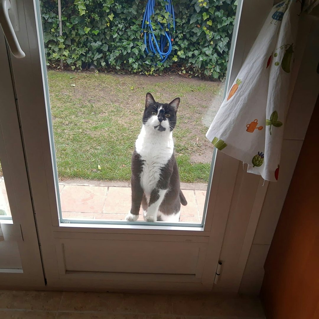 GuadacatCES's tweet photo. ⚠⚠AVISO GATO ENCONTRADO ⚠⚠ 
Ste gato ha aparecido n el jardín de un vecino, es muy sociable, debe tener casa... Si alguien lo reconoce o sabe quien es su dueño, x favor escribir a guadacat.cesguadalix@gmail.com 
#difunde #gatoencontrado #guadalixdelasierra #sierranortemadrid https://t.co/V28E9cbo8m
