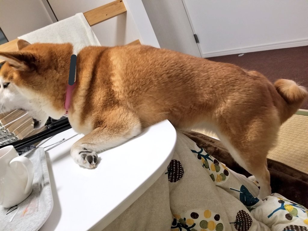 セリフがなくても ゴーヤを盗み食いする柴犬さん の感情が全て伝わってくる４コマ写真がおもしろかわいい Togetter