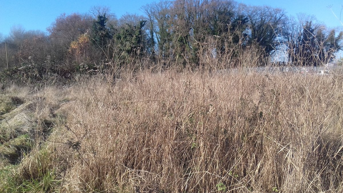 TimBirchWild's tweet photo. Seen lots of wonderful messy scrub at Derbyshire Wildlife Trust Woodside nature reserve today. Wildlife needs more of it. #loveyourscrub We need to rethink our relationship with scrub and stop burning and clearing it. Saw 3 Stonechat flying around scrub - they were lovin it!. https://t.co/bp5HnwBYSf