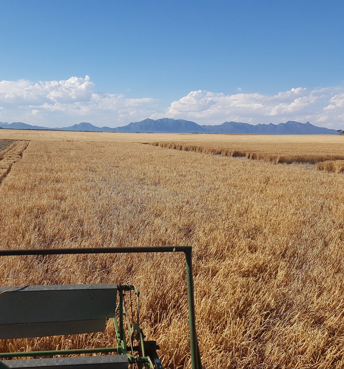 HopkinsonRohan's tweet image. Harvest 2019 starting to wrap up with the last cereal sites to come off this week! Can't beat these views from yesterday getting through some bulk barley.