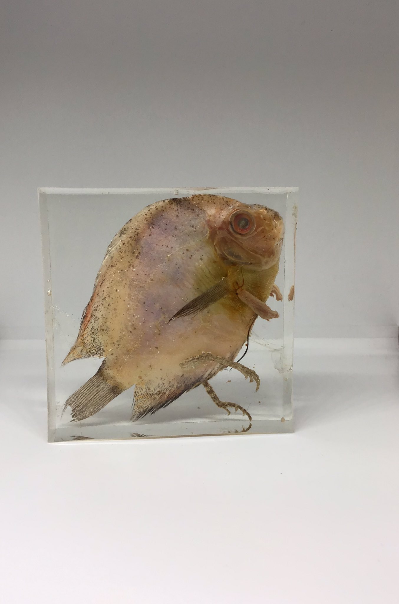 Guinea pig fish outlet