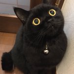 【魔女の宅急便ですか!?】黒猫ちゃちゃの目力の破壊力が殺しにかかってる