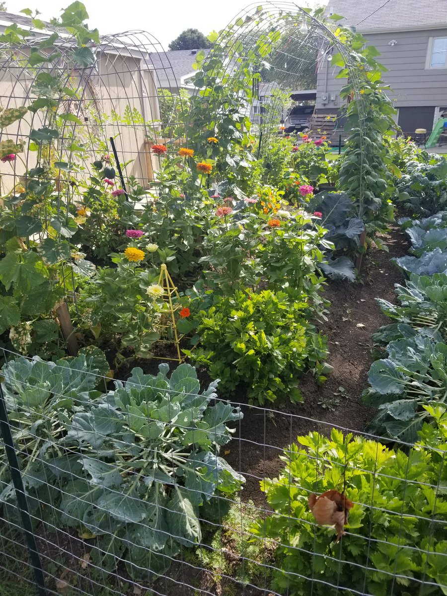 TuttleLexie's tweet photo. @Handbagjunkie My Garden was freaking awesome this year! 🤘🌿❤ https://t.co/nxlz3MCKGh