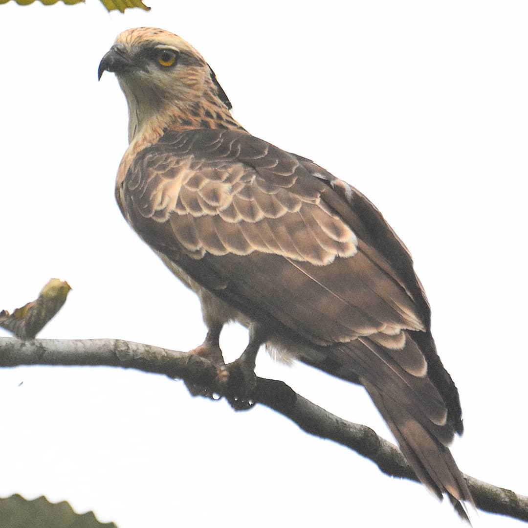 ClarindaYap's tweet photo. Beautiful and majestic Jerdon's Baza, a rare migrant to Singapore was snapped recently @ the Eco Lake Boardwalk @ S'pore Botanic Gardens. He flew to this branch to enjoy the remaining bits of his lizard meal. #nparksbuzz #singapore #birdinggurus #birding #jerdon #birdphotography https://t.co/YxV0pIFoqb