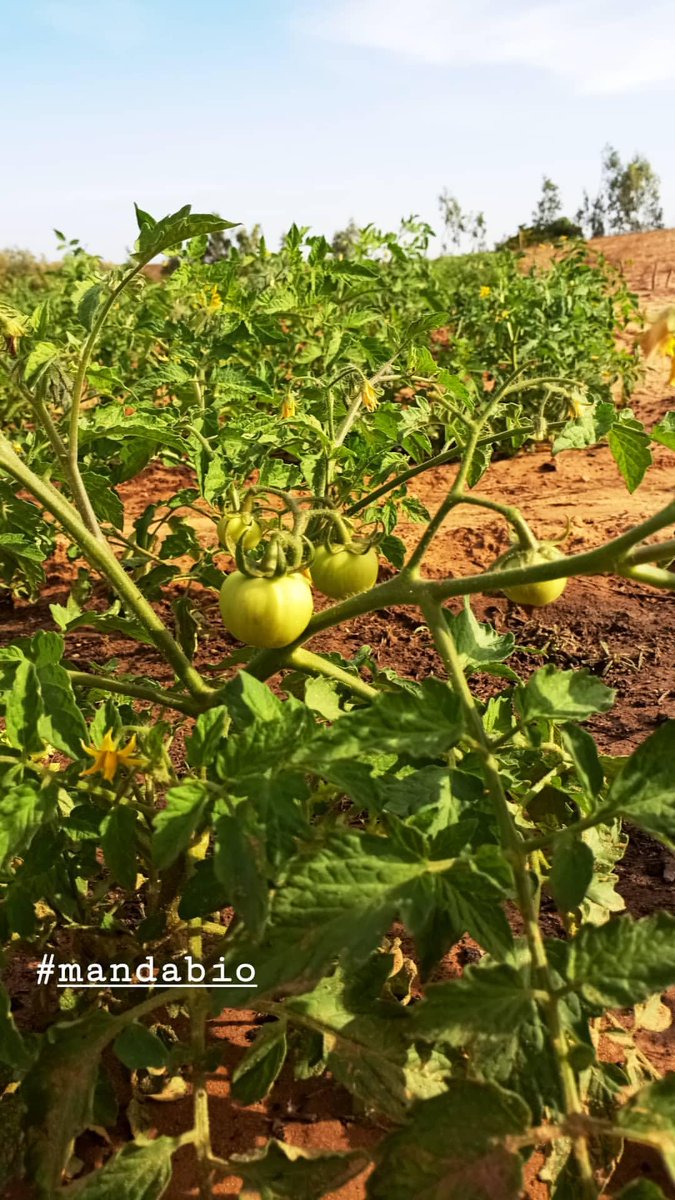 bio_manda's tweet photo. #mandabio #senegal #bio #sunumbay #agriculture https://t.co/d2fot86FWw