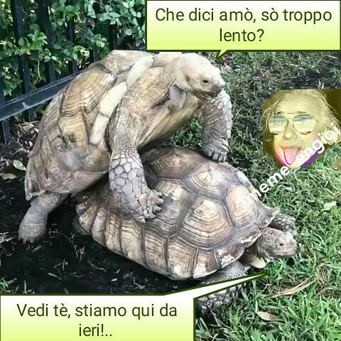 meme_engioi tweet media