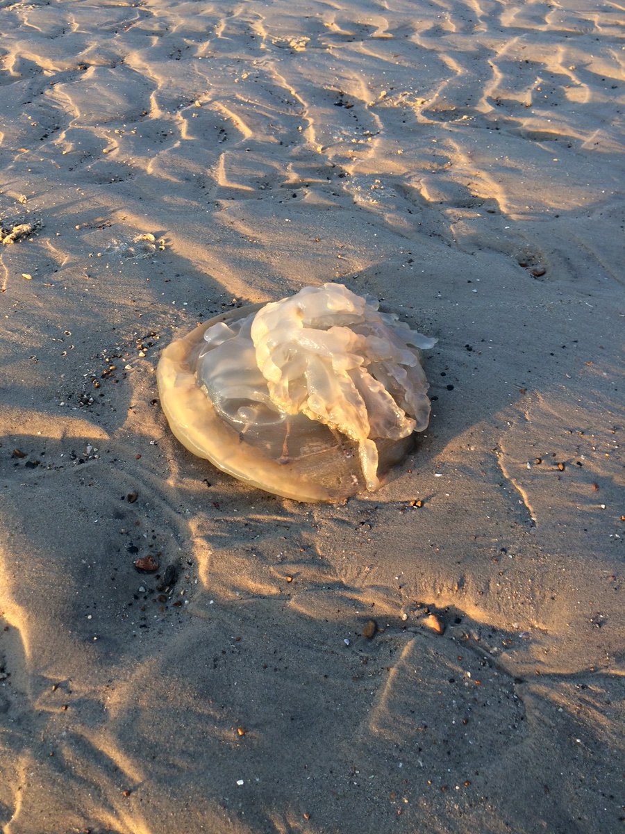 A small number of Barrel Jellyfish have washed up onto the Arun beaches over the past couple of days. The advice is to look, but not touch and keep dogs well away from them. They will naturally biodegrade and/or be eaten by other marine life if left alone.