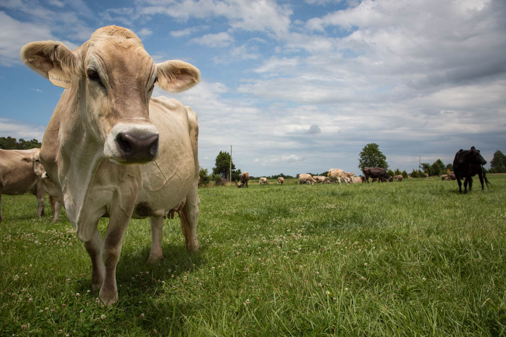 #UtterlyAmazing #Cowfacts: Cows are red/green #colorblind. Instead of red/green hues, they see shades of black and gray. RT if you learned something new! #AndNowYouKnow