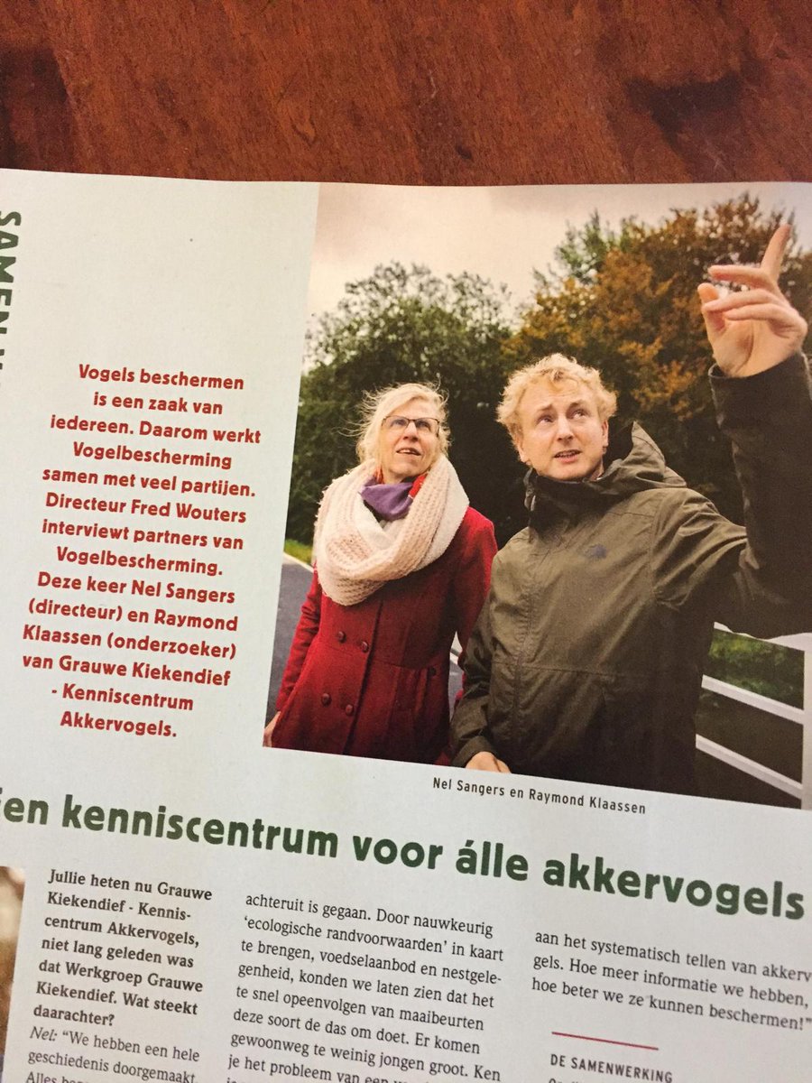 grauwekiek photo