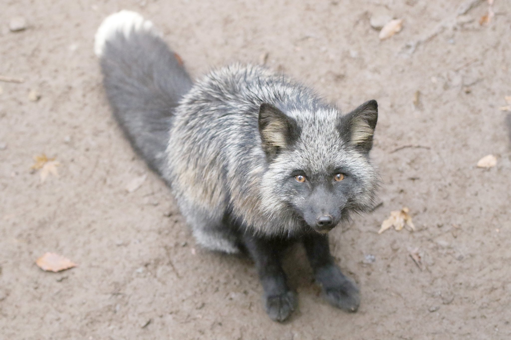 Cheng-Ren🦊🐺 على X: 