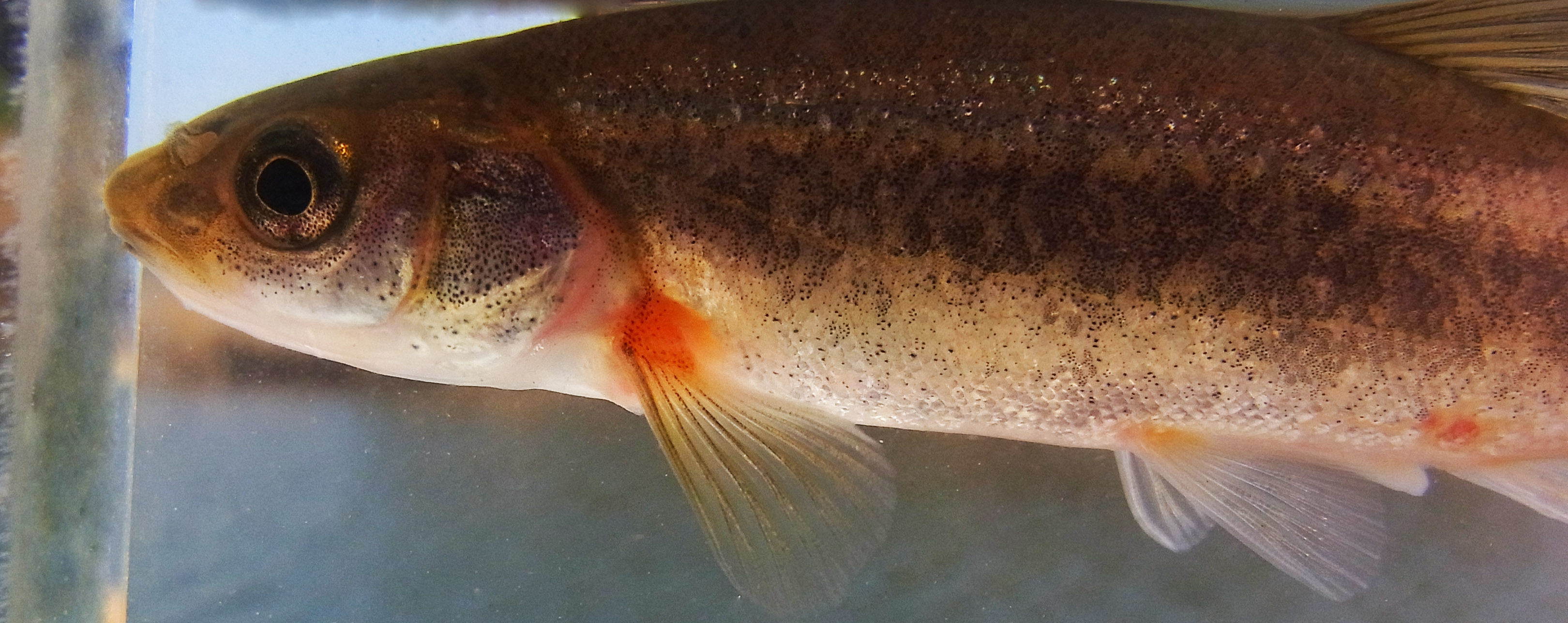 Rhodeus 三重産アブラハヤ Phoxinus Lagowskii 地元 広島県 にはタカハヤはいるが アブラハヤはいないので どんな魚なのか ぜひ実物を見たかった なのでついに見れてとても嬉しかった この魚 体側暗縦帯より 胸鰭基部の鮮やかな橙色が 自分的には