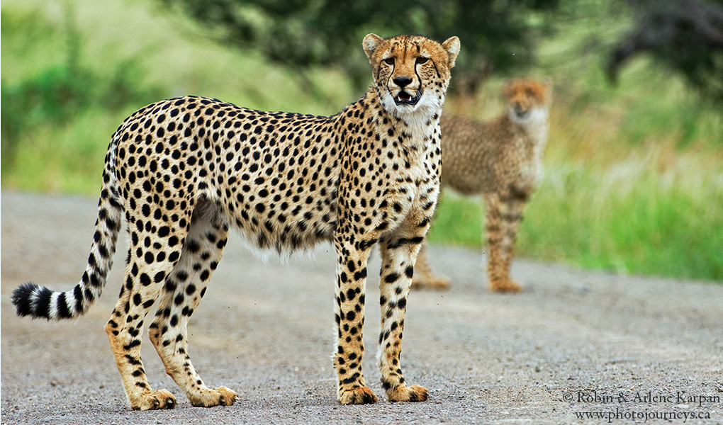 KarpanParkland's tweet photo. Today is #InternationalCheetahDay to draw attention to the dwindling numbers of this magnificent cat. We found this pair in #KrugerNationalPark #SouthAfrica #sanparks #IntCheetahDay #SaveTheCheetah #CheetahDay #WildlifeWednesday https://t.co/noEE0zNpUT
