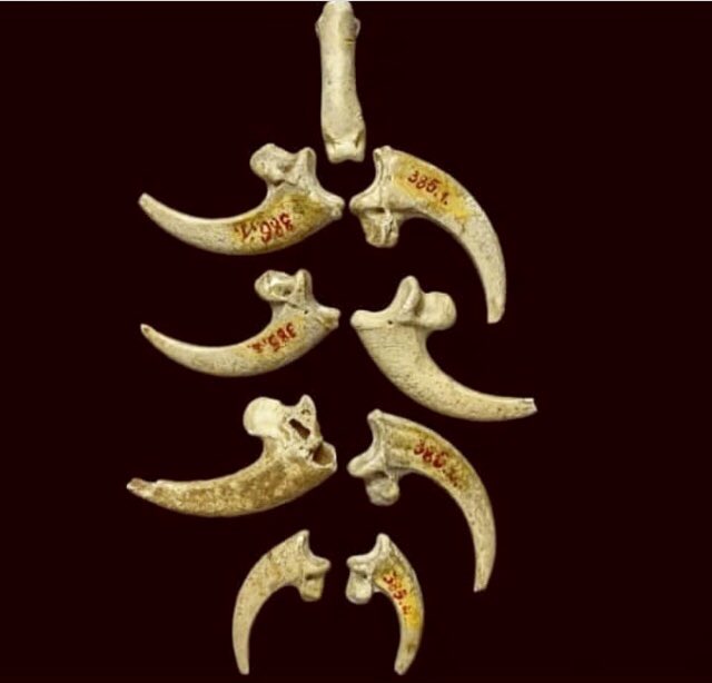 1. This fabulous Eagle Claw Necklace was made by Neanderthal people 130,000 years ago. Note the symmetry- 3-rows of outwardly horizontal facing claws balanced by 1 leg-bone vertical and a pair of smaller downward turned claws.