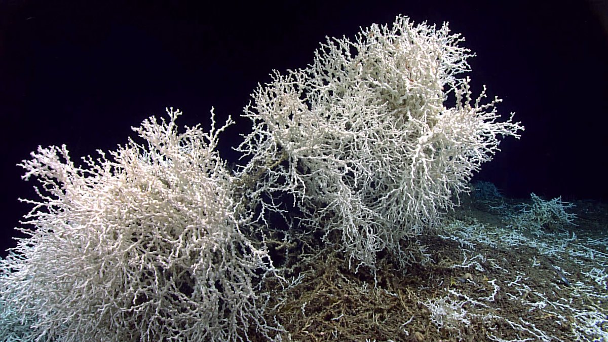 These large thickets of Lophelia pertusa coral were seen growing along the edges of large rock shelf overhangs at approximately 890 meters (2,920 feet) depth while exploring off the coast of South Carolina during the Windows to the Deep 2019 expedition. 