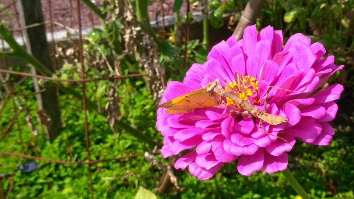 verticalscreen's tweet image. They're just hugging, right?  😬

#butterfly #prayingmantis #bestfriends