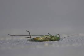 Dillos 5-0 <a href="/TPhotosinthesis/">Team PhotoSINthesis</a>, nice essay win goals from Theo and hat trick for <a href="/MairJay/">Jay Mair</a>