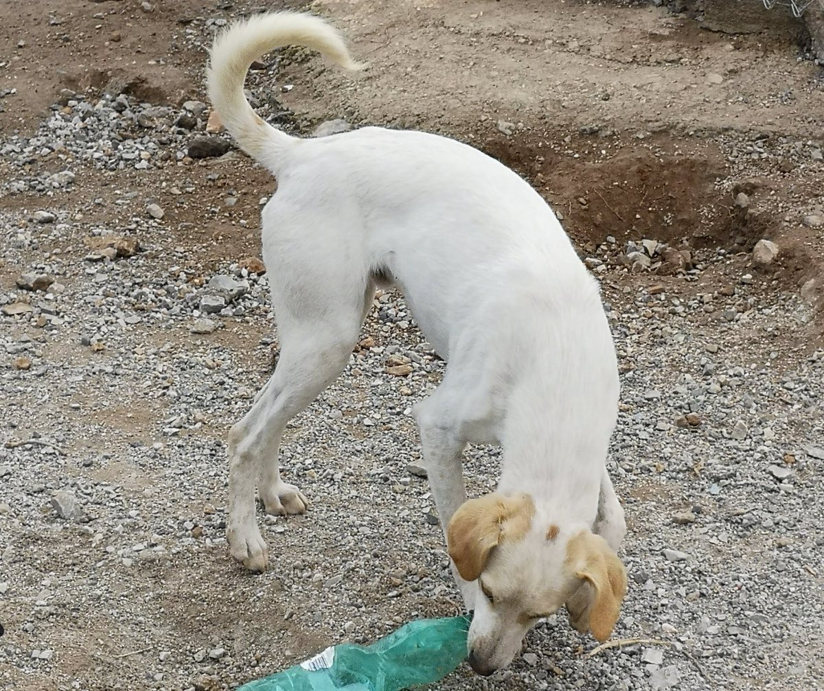 AnimalNevada's tweet photo. Sabio es su hermanito, cruce de 45cm, macho castrado. Nacido el 14.02.2019. Es un amor de perrito, tranquilo y juguetón, el pobre sólo come cuando se siente acompañado, necesita un hogar ya https://t.co/bHzNmWvyi8