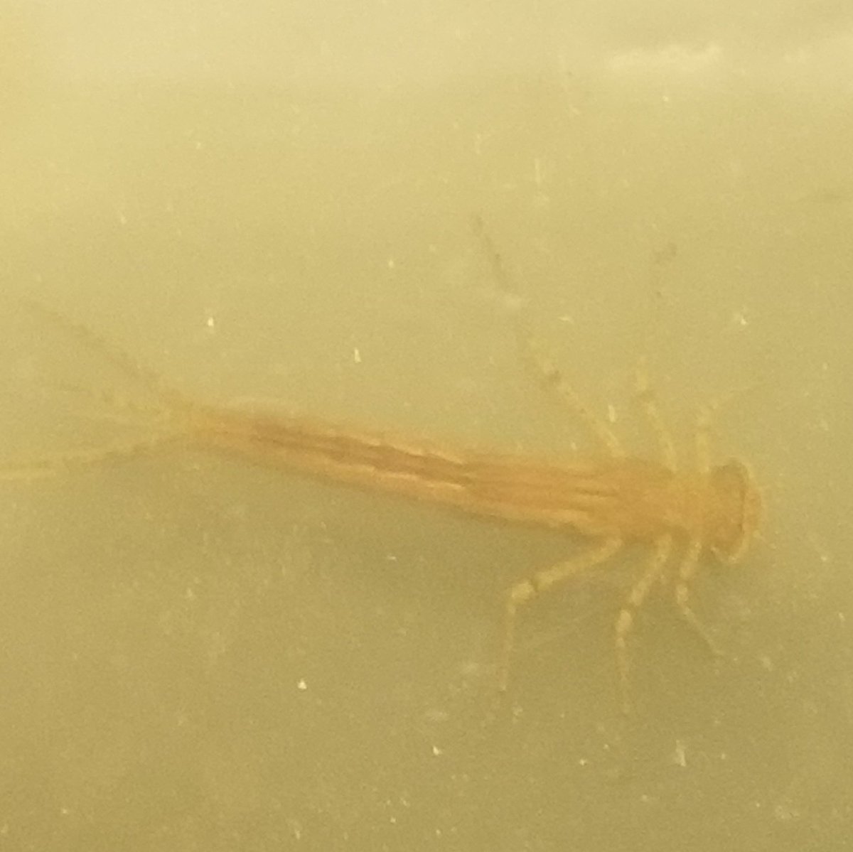 Today we are learning about food chains and food webs using pond organisms. A perfect day to also find a damselfly nymph in our pond!! #engageD64 #WeAreEmerson #GoatTeam