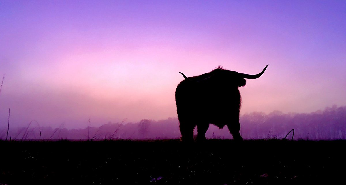 #SchotseHooglander op de #Sprengenberg na #zonsondergang #sunset <a href="/NationaalParksh/">Sallandse Heuvelrug</a> <a href="/volgdenatuur/">volg de natuur</a> #cow #nature