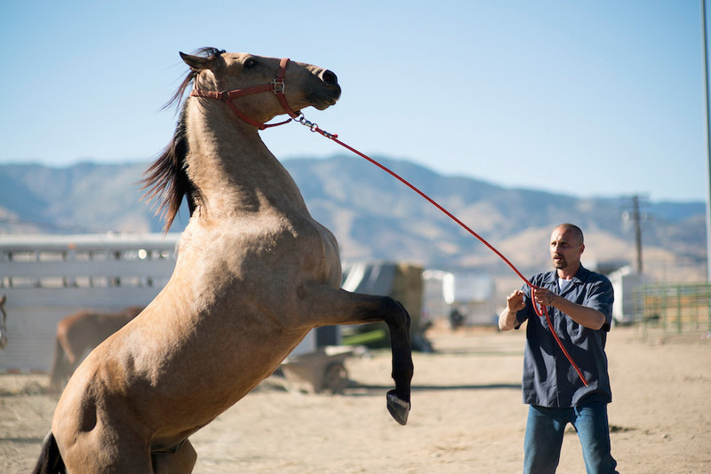 the mustangone of the simplest and most oft-explored themes of the past few years has been forgiveness and rehabilitation. unlearning violence is hard enough, but even harder to learn vulnerability. it's a horse movie, yeah