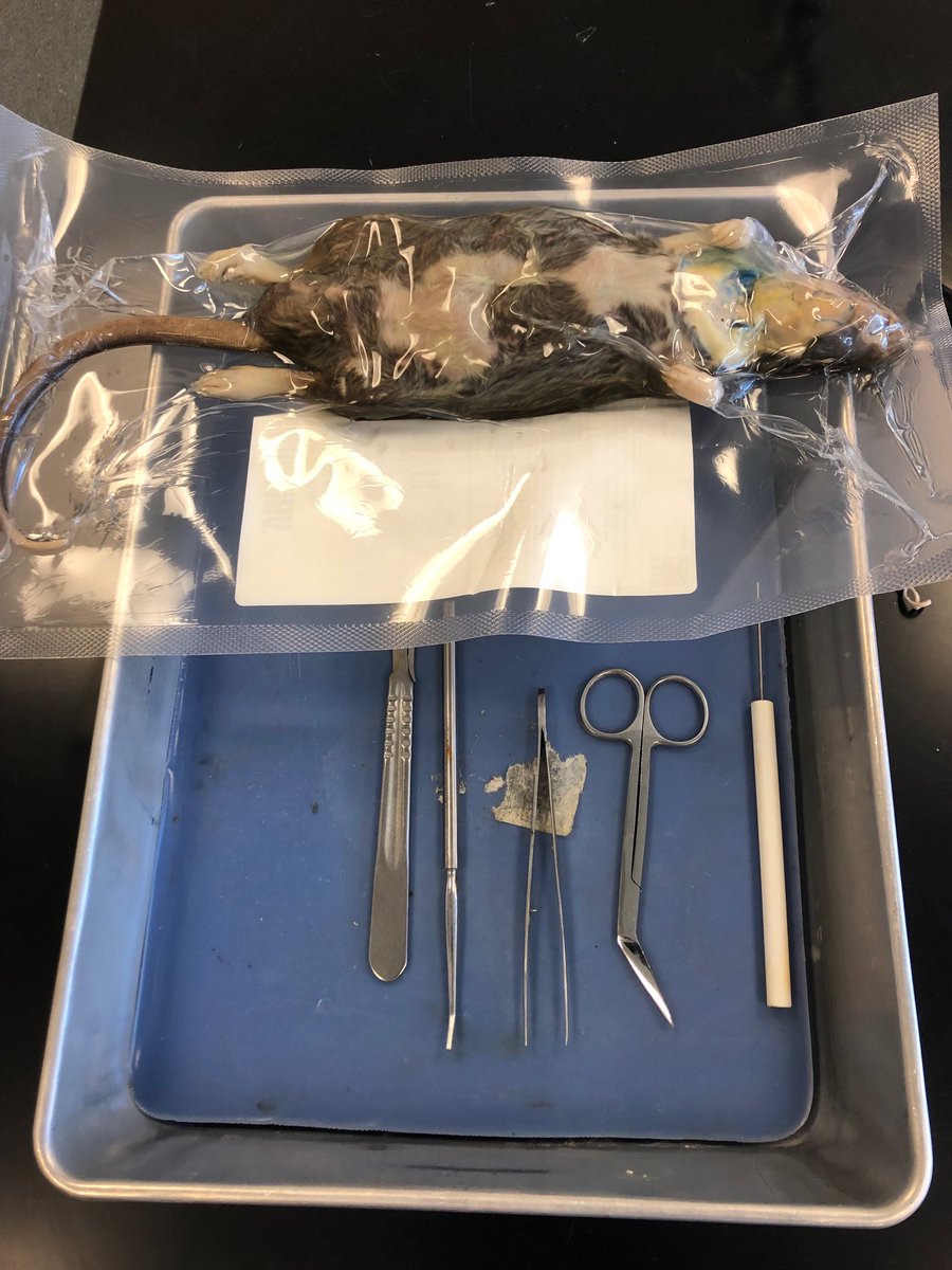 robertlofton711's tweet photo. Week before exams. You already know what time it is #ratdissection #loftonsanatomy https://t.co/tAMAyREctJ
