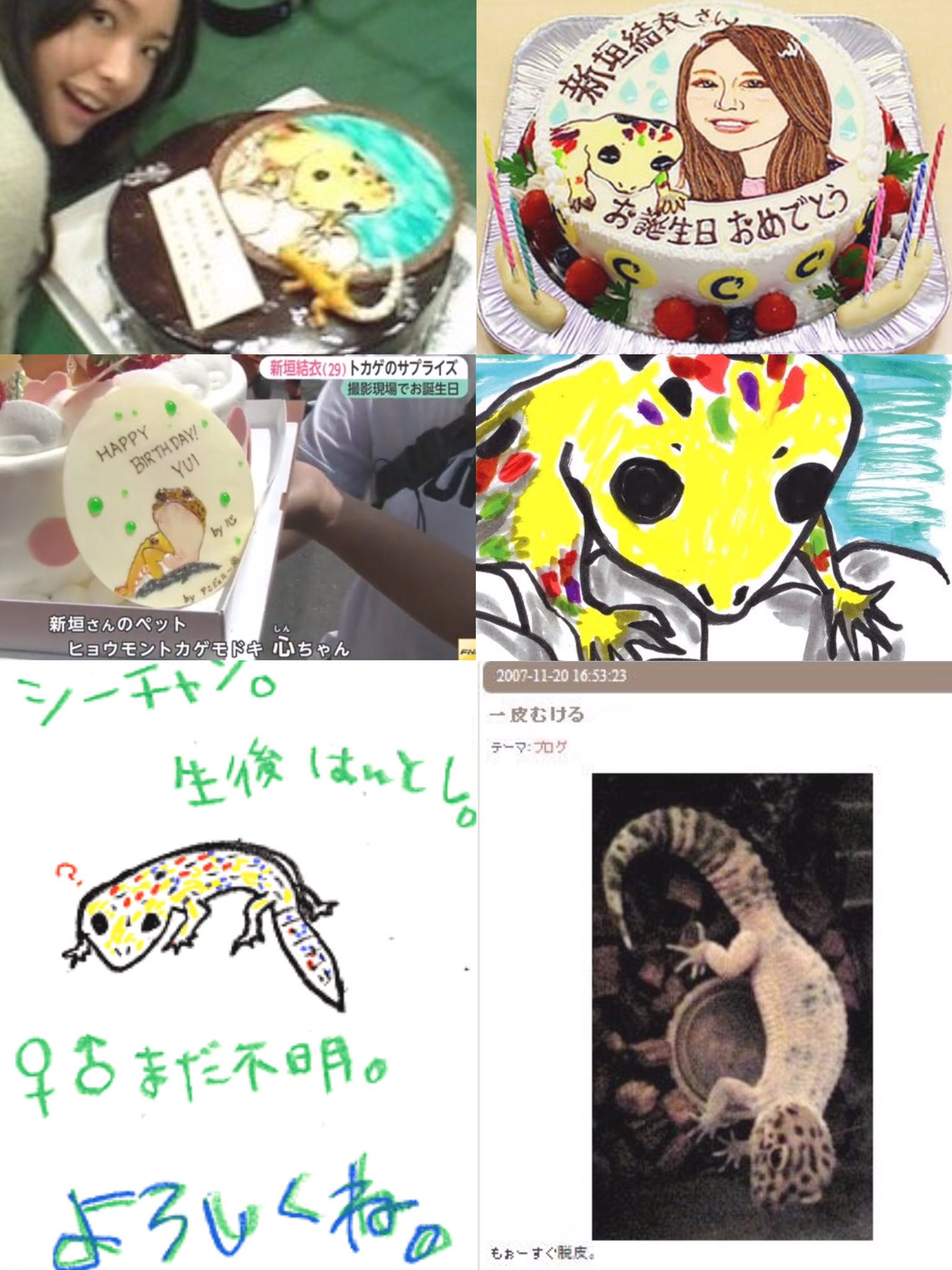 ゆい抹茶 たくさんの番組に登場したしーちゃん 10年以上もガッキーの癒しの存在になってくれてありがとう 私が言うのも変だけど 虹の橋を渡って お星さまになって きっとガッキーのことずっと見守ってるね