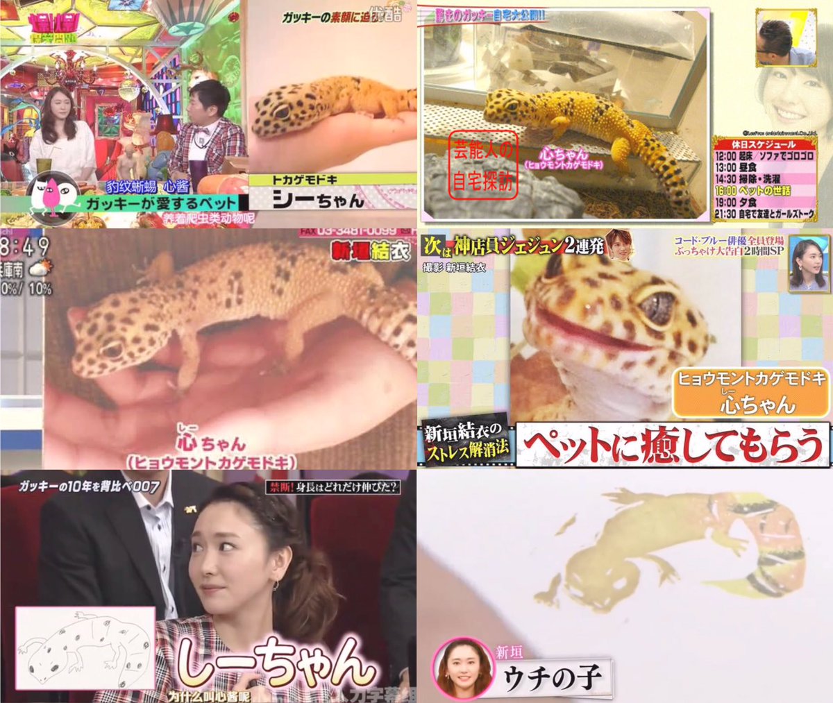 ゆい抹茶 たくさんの番組に登場したしーちゃん 10年以上もガッキーの癒しの存在になってくれてありがとう 私が言うのも変だけど 虹の橋を渡って お星さまになって きっとガッキーのことずっと見守ってるね 世界一幸せなヒョウモントカゲモドキちゃん ゆい抹茶 たくさんの番組に登場したしーちゃん 10年以上もガッキーの癒しの存在になってくれてありがとう 私が言うのも変だけど 虹の橋を渡って お星さまになって きっとガッキーのことずっと見守ってるね 世界一幸せなヒョウモントカゲモドキちゃん