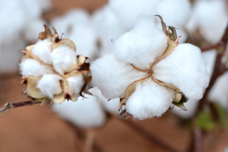 The Texas Crop and Weather Report leads with a look at a tough 2019 growing season for cotton growers in the state's Cotton Belt: bit.ly/2qj9ltW