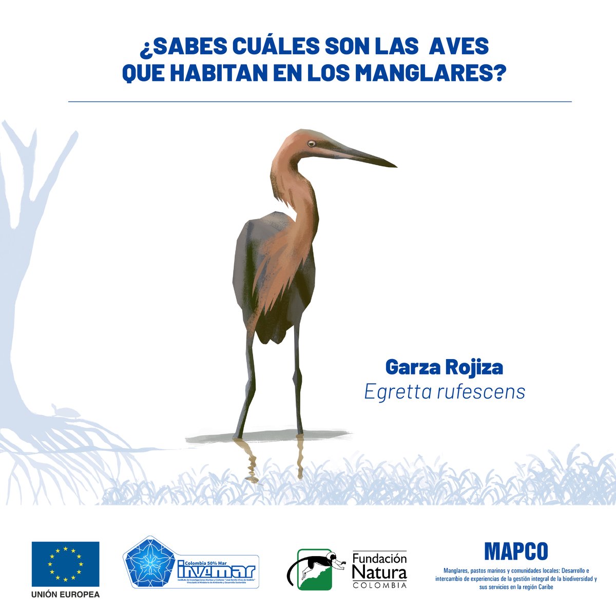 La Garza Rojiza se alimenta principalmente de peces pequeños, también captura ranas, renacuajos, crustáceos y raras veces, insectos acuáticos.