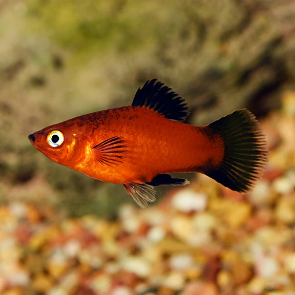 OmegaSeaLLC's tweet photo. The energetic color combination of red and black gives this Red Wag Platy a sophisticated appearance. These qualities make it a great fish for beginners and accomplished aquarists alike. Feed them Omega One Super Color Pellets and a Freeze-Dried Tubifex as a treat. #fishfeature https://t.co/sqqoQey1pb
