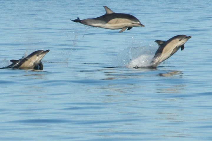 Common dolphins are a regular feature during our summer season
-
🐬 
🐬 
🐬 

#visitmullandiona #staffa #treshnishisles #wildlife #dolphin #commondolphin #islandlife #scotland #Delphinusdelphis #isleofmull #hwdt #visitscotland #turusmara #ulva #cetacean